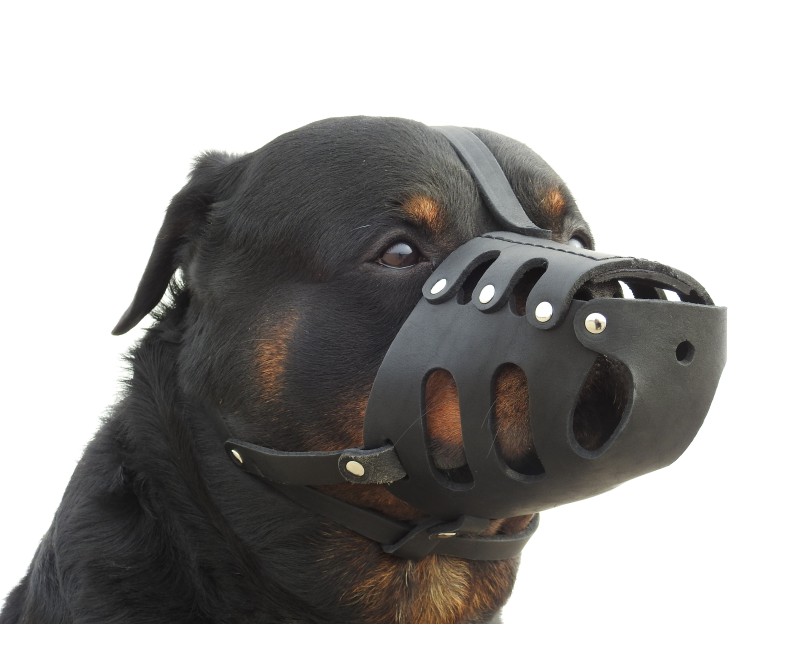 Botnita din piele pentru Rottweiler mascul