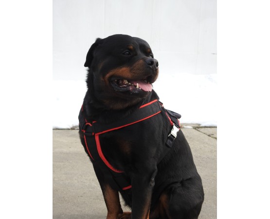 Ham de lucru pentru caini