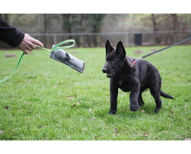 Tug din plush pentru caini puppy