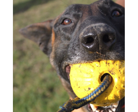 Minge cu snur pentru caini  Academia Starmark