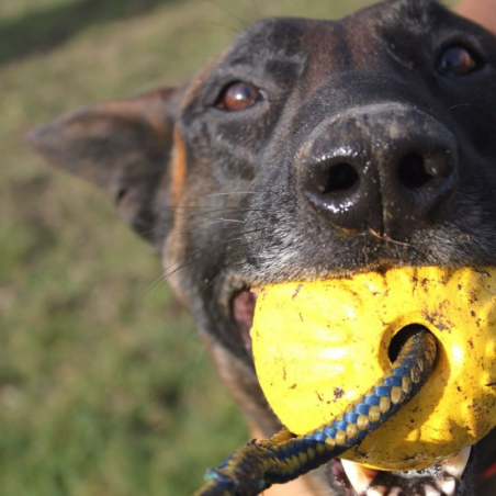 Minge cu snur pentru caini  Academia Starmark