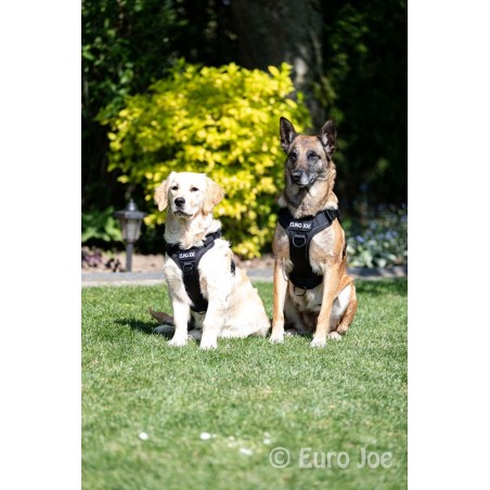 Ham tactic Cobra Euro Joe M