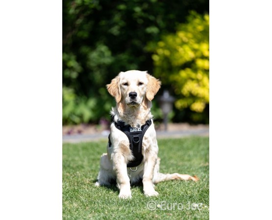 Ham tactic Cobra Euro Joe M