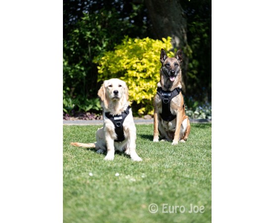 Ham tactic Cobra Euro Joe M