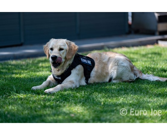 Ham tactic Cobra Euro Joe M