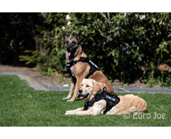 Ham tactic Cobra Euro Joe M