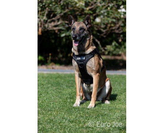 Ham tactic Cobra Euro Joe L