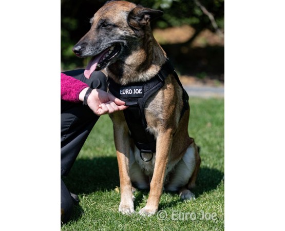 Ham tactic Cobra Euro Joe L